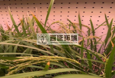 11蘭州大學(xué)生命科學(xué)學(xué)院 (1).png